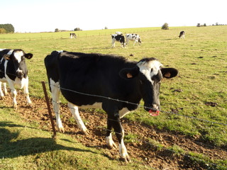 Fototapeta premium Cow standing on green field