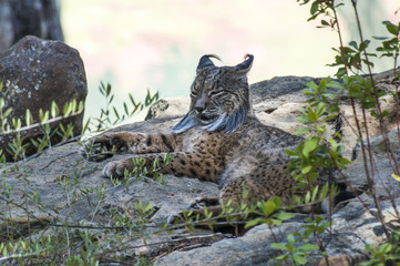 Lince ibérico