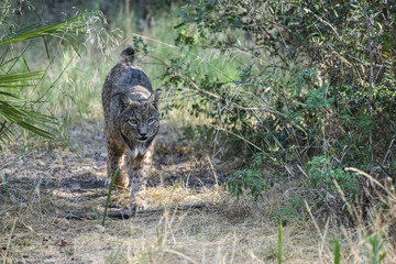 Lince ibérico