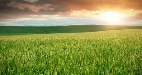 Green beautiful wheat field