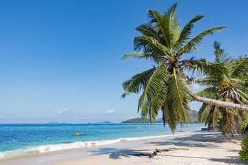 Palm tree on tropical beach