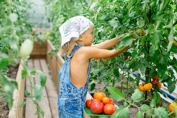 little girl collects tomatoes in the greenhouse