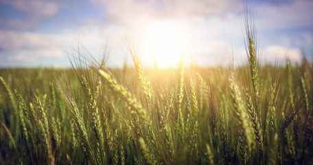 Obraz premium Green wheat farm