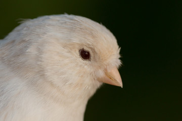 Beautiful white canary