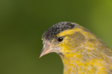Beautiful yellow and grey canary