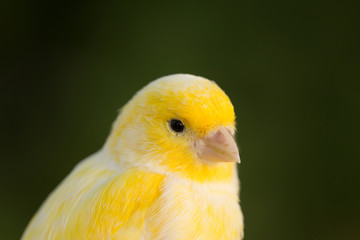 Beautiful yellow canary