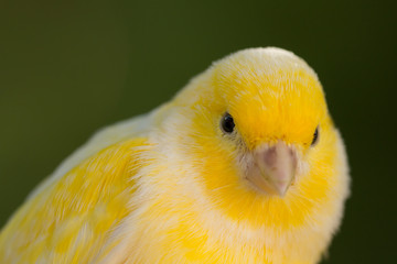 Beautiful yellow canary