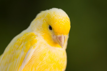 Beautiful yellow canary