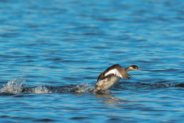 svasso piccolo (Podiceps nigricollis)