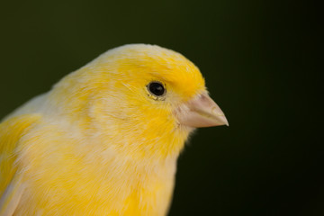 Beautiful yellow canary