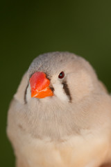 Beautiful colored bird