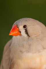 Beautiful colored bird