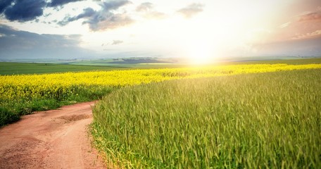 Scenic view of empty path passing through fields