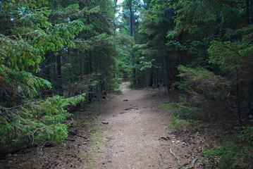 Footpath through an untouched forest