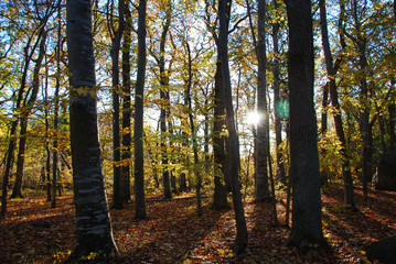 Sunlit and colorful forest
