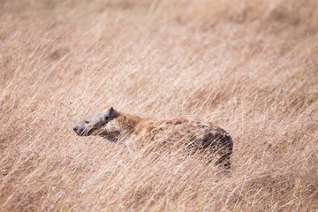 Hyena in Masai Mara National Park in Kenya Africa