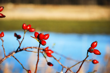 Ripe rosehips at a shrub