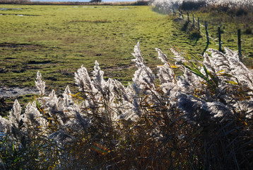 Backlit reeds in a marshland