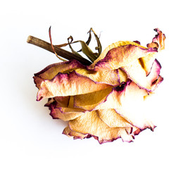 Fototapeta premium The dried rose.