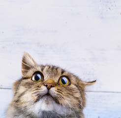 Obraz premium przestraszony i zdziwiony Szary kot spoglądający w górę szeroko otwartymi oczami