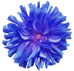 blue big flower , pink center on a white  background isolated  with clipping path. Closeup. big shaggy  flower. for design. Dahlia.
