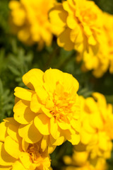 Fully Bloomed Colorful Marigold at Garden in October