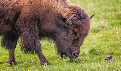 Bison Buffalo Portrait © Jeffrey Schwartz