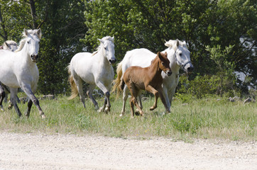 Obraz na płótnie Canvas horde de chevaux avec un poulain au galop