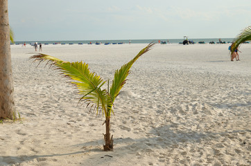 Strand Fort Myers