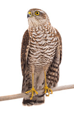 falcon