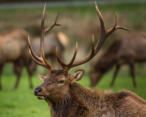 Obraz premium Roosevelt Bull Elk with Antlers, Portrait