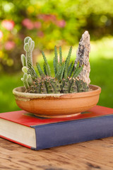 A small arranging cactus pot put on a red book on the wood table in the garden