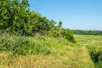 Russian meadow the spirit of expanse