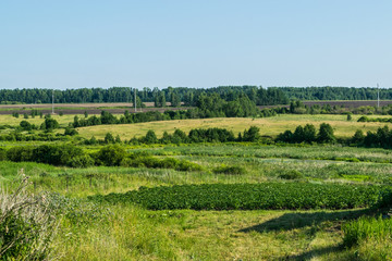 Fototapeta na wymiar Russian meadow the spirit of expanse