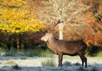 Obraz premium Large majestic red deer stag standing tall in the golden winter morning sunlight