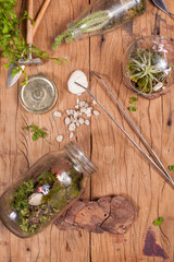 Terrarium garden arrangement decoration with cactus and succulents plant with garden grade tools on wood texture background
