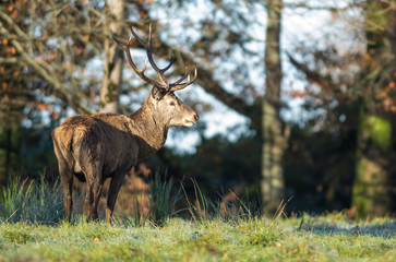 Naklejka na ściany i meble majestic red deer stag in the winter morning sun
