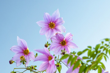 Fully Bloomed Pink Dahlia Imperialis at Garden in November