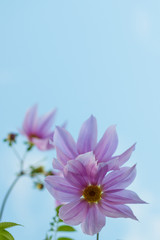 Obraz premium Fully Bloomed Pink Dahlia Imperialis at Garden in November