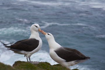 Fototapeta premium Pair of Black-browed Albatross (Thalassarche melanophrys) courting on the cliffs of Saunders Island in the Falkland Islands.