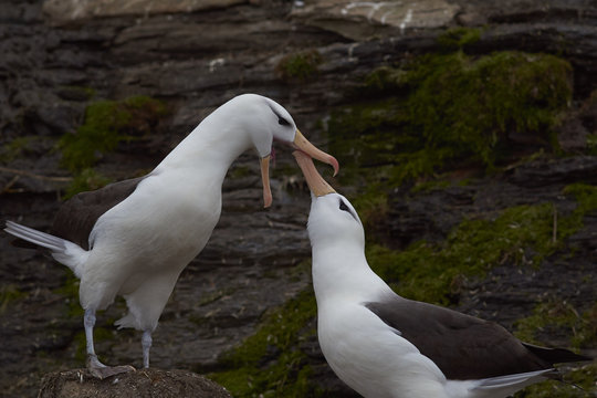 Pair of Black-browed Albatross (Thalassarche melanophrys) courting on the cliffs of Saunders Island in the Falkland Islands.