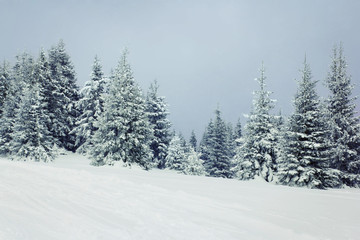 Fototapeta na wymiar Mountain winter forest