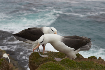 Pair of Black-browed Albatross (Thalassarche melanophrys) courting on the cliffs of Saunders Island in the Falkland Islands.