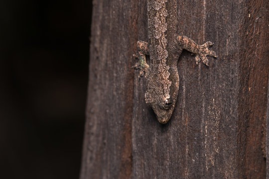 tokeh gecko, gekko gecko, asia
