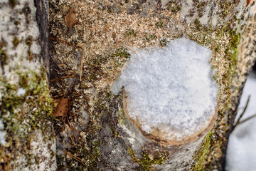 cut of a tree covered with snow. background