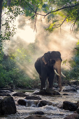 Éléphant sauvage dans la rivière. L& 39 image contient du grain et du bruit en raison de l& 39 ISO élevé
