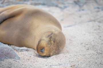 Baby sea lion sleeping, Galapagos Islands, Ecuador