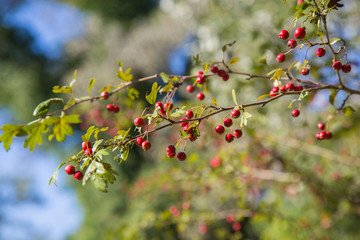 Crataegus Monogina