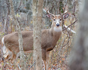 Whitetail Deer Buck