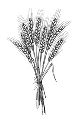 Fototapeta premium Hand drawn vector illustration - Wheat. Tribal design elements.